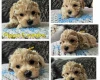 Toy Poodle