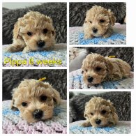 Toy Poodle