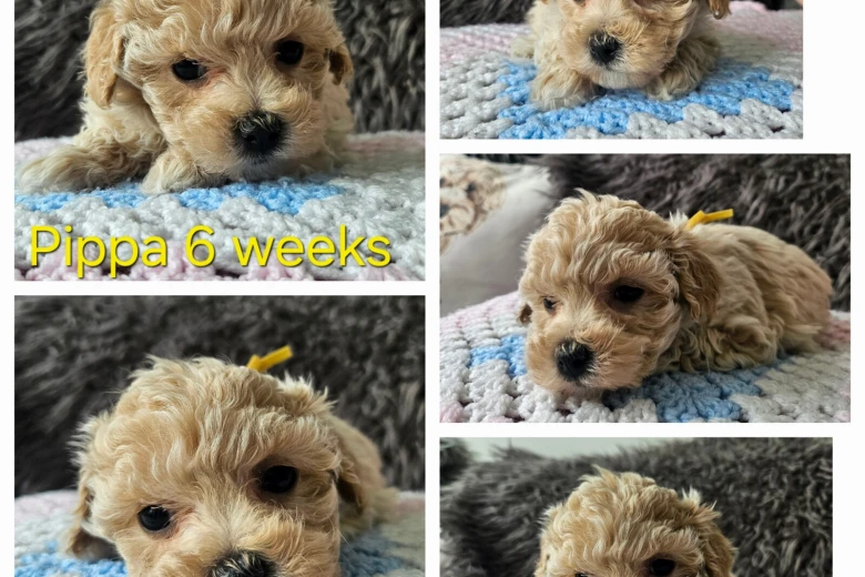 Toy Poodle