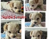 Toy Poodle