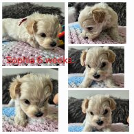Toy Poodle