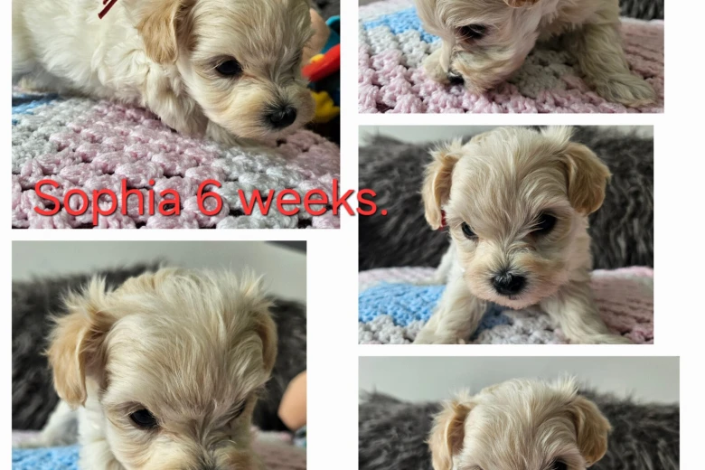 Toy Poodle
