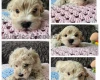 Toy Poodle