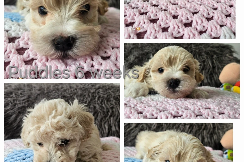 Toy Poodle