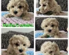 Toy Poodle