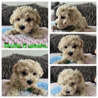 Toy Poodle