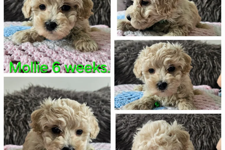 Toy Poodle