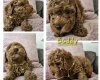 Toy Poodle