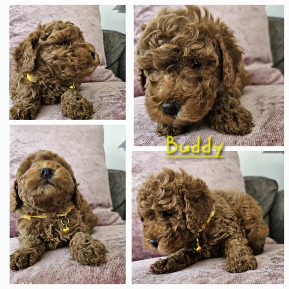 Toy Poodle