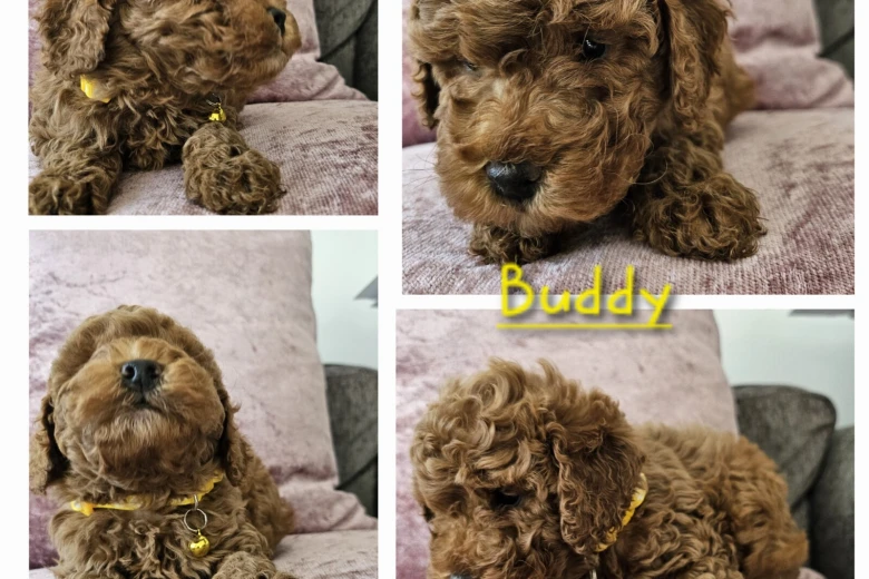 Toy Poodle