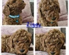 Toy Poodle