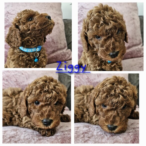 Toy Poodle