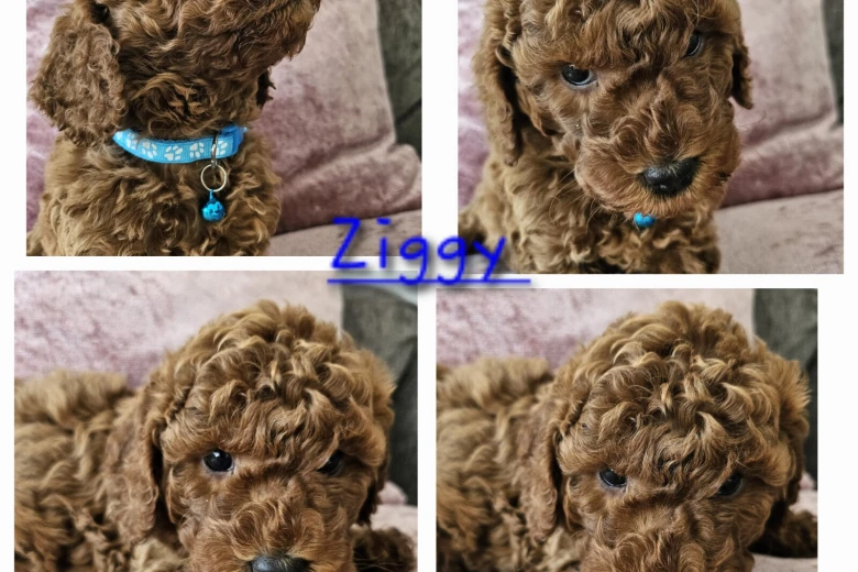 Toy Poodle