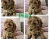 Toy Poodle