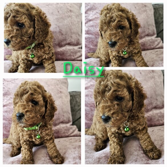 Toy Poodle