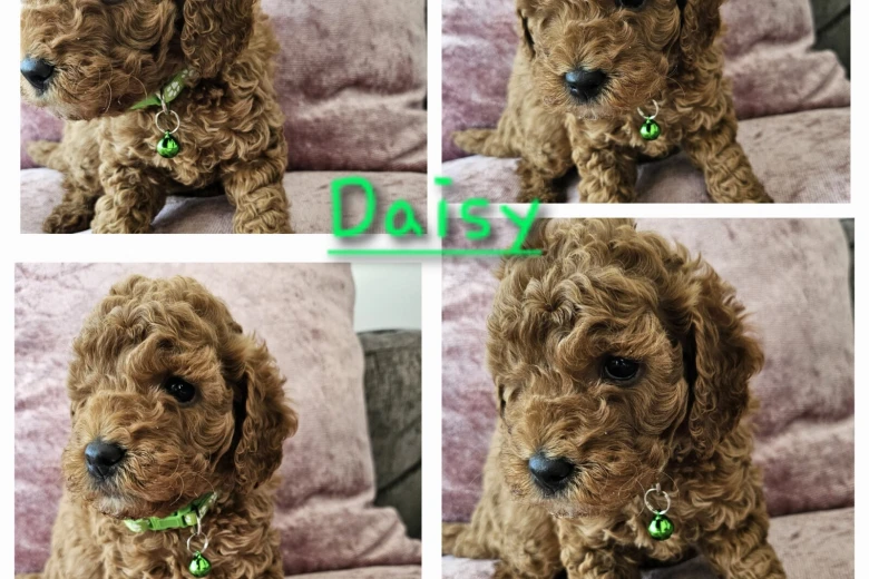 Toy Poodle
