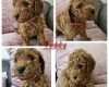 Toy Poodle