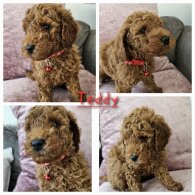 Toy Poodle