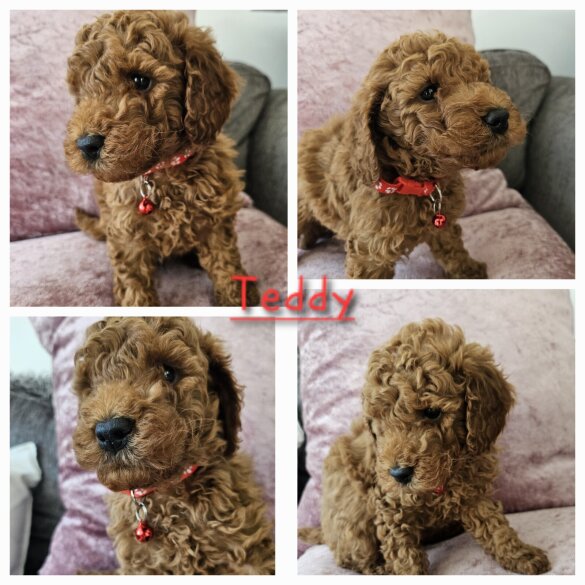 Toy Poodle