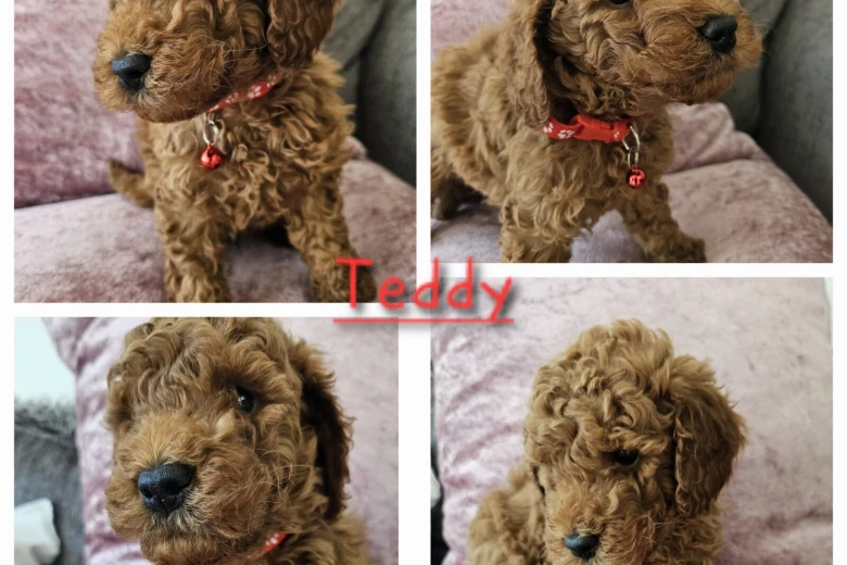 Toy Poodle