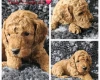 Toy Poodle