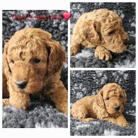 Toy Poodle