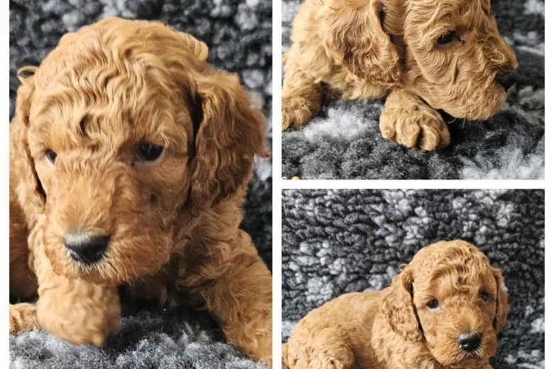 Toy Poodle