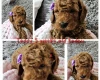 Toy Poodle