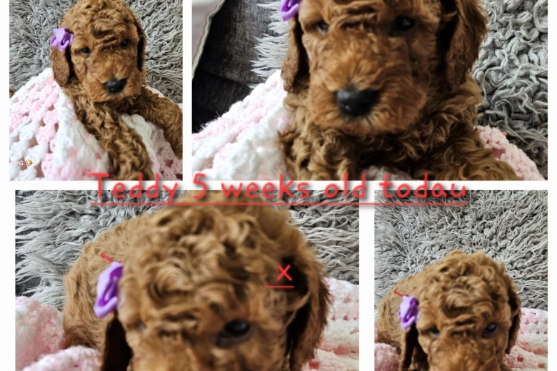 Toy Poodle