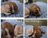 Toy Poodle