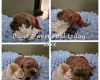 Toy Poodle