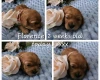 Toy Poodle