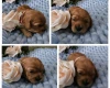 Toy Poodle