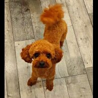 Toy Poodle