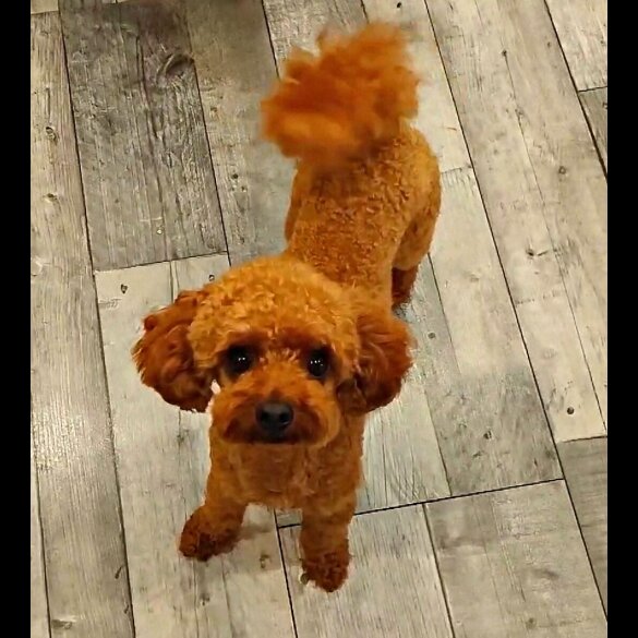 Toy Poodle