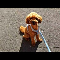 Toy Poodle