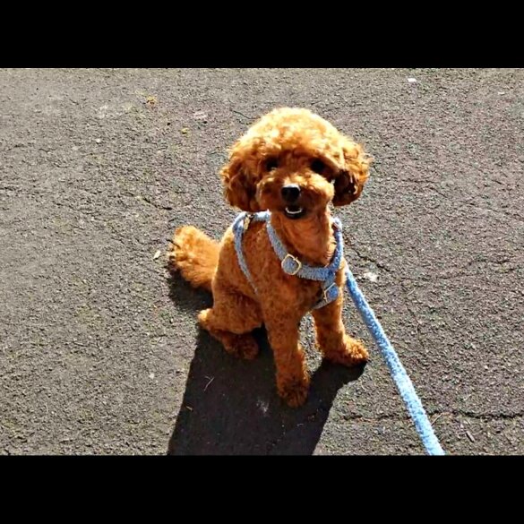 Toy Poodle