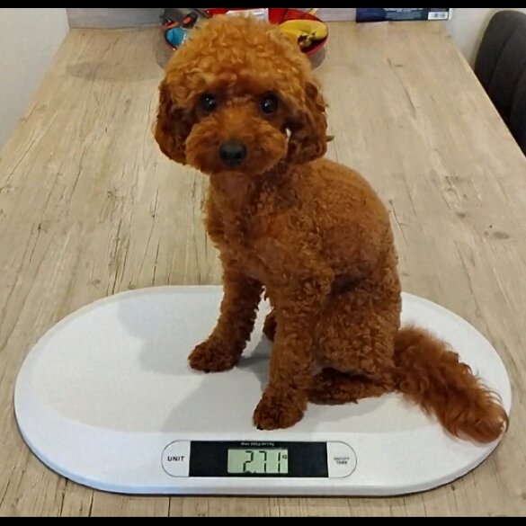 Toy Poodle