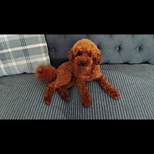 Toy Poodle