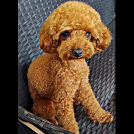 Toy Poodle