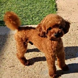 Toy Poodle