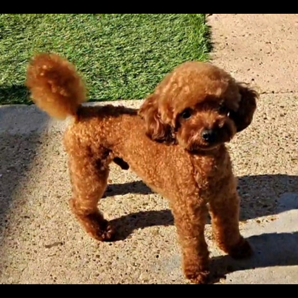 Toy Poodle