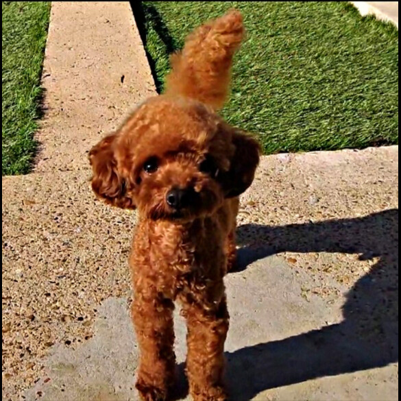 Toy Poodle