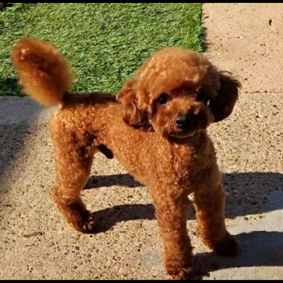 Toy Poodle