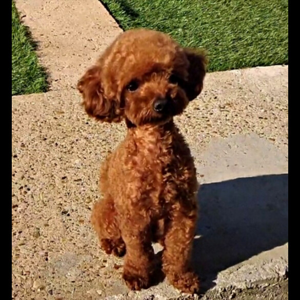 Toy Poodle