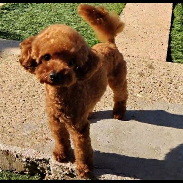 Toy Poodle