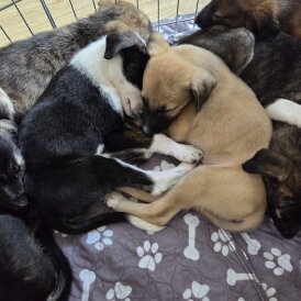 Mixed Breed - Bitches