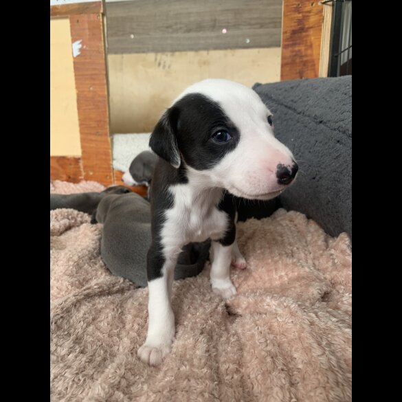Whippet - Both