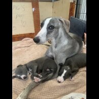 Whippet - Both