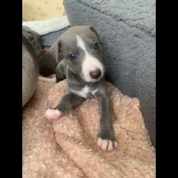 Whippet - Both